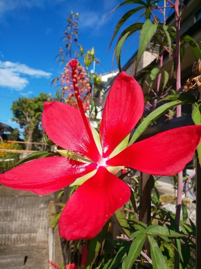 モミジアオイ 紅葉葵 の花言葉は 努力の賜物 ハーティー ネット