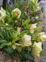 PXL_20220308_012249294.MP.jpg